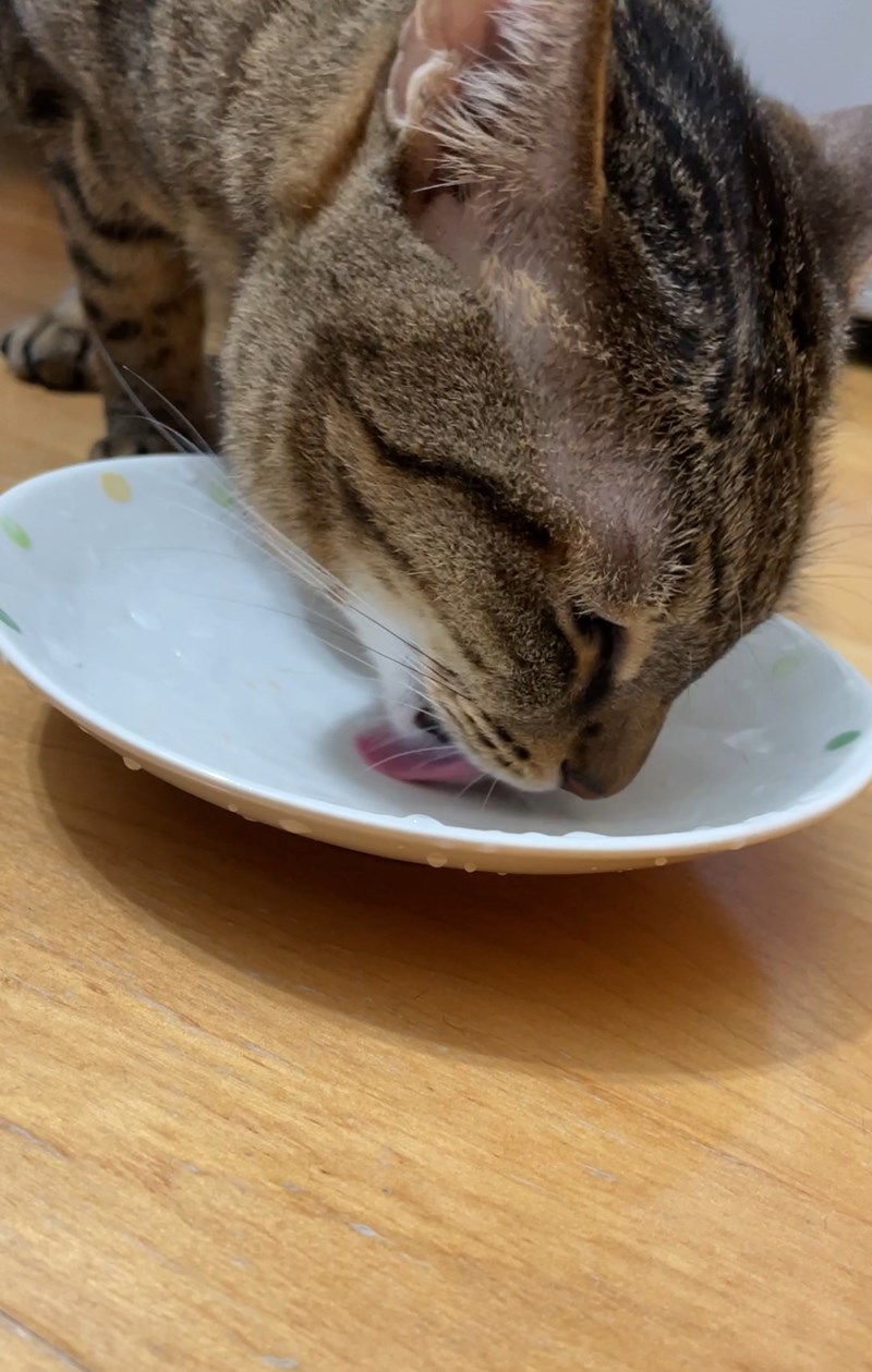 試用